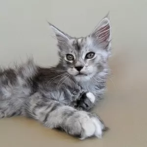Котята породы Мейн-кун