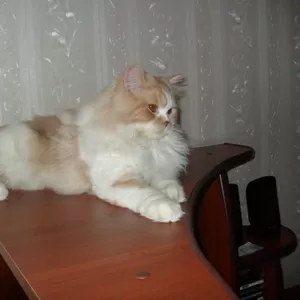 Дарю