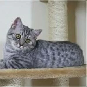 Продам британских котят.
