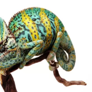 Продам Йеменский вуалевый хамелеон (Chameleo caluptratus)