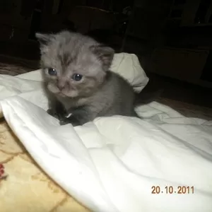 Британские короткошерстные котята в Астане