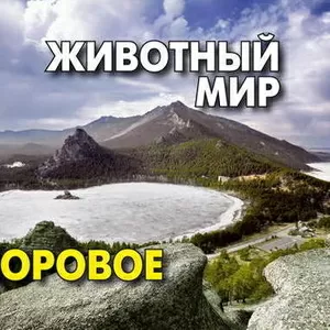 Открытки «Неизвестное Боровое. Животный мир»