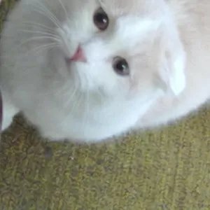 Кошка хайленд фолд