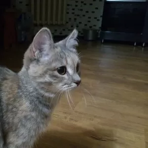 отдам кошечку в добрые руки