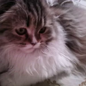 Кошечка хайленд фолд ищет шотландского кота  для вязки