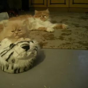 продам котят персов (классики)