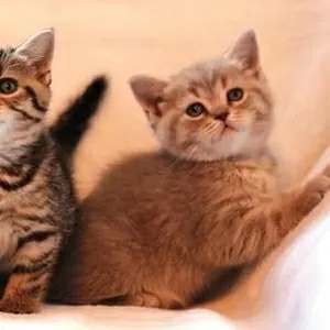продам британских котят 