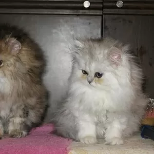 Куплю котенка шиншилла-перс мальчика
