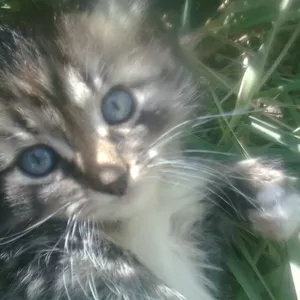 Котята-полосатики в добрые руки!