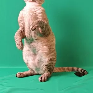 Котята девон рекса, сказочные эльфы.