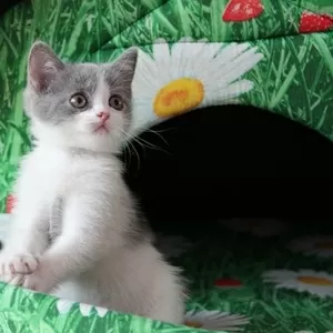 ПРОДАМ Британских плюшевых котят