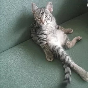 Котенок послушный хороший