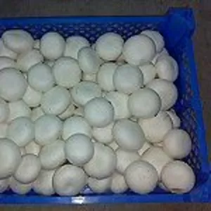 Свежие шампиньоны из Польши от производителя