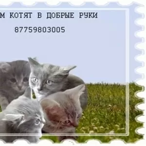 отдам котят в хорошие руки