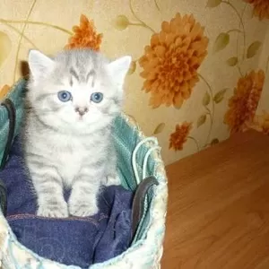 Срочно продам британских котят!