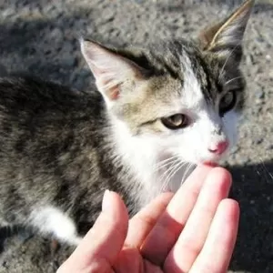 Отдам красивого котёнка!
