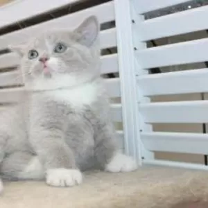 Британский плюшевый  котенок 