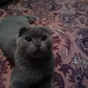 Опытный кот породы скотишфолд голубого окраса ищет невесту породы скот
