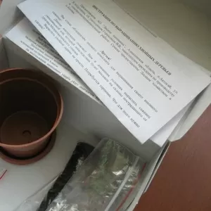 Комплекты для выращивания саженцев тяньшанской ели