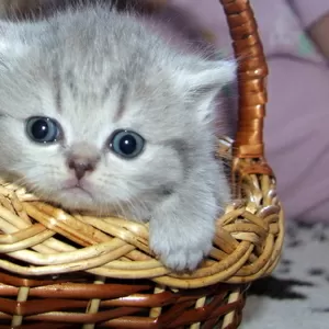 бринанские короткошерстные котята