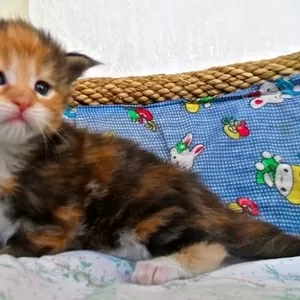 котята породы Мейн-кун из питомника