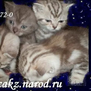 Британские котята с родословной,  фото на сайте: www.kicakz.na
