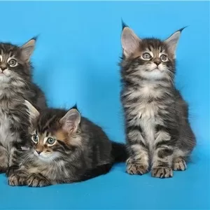 Питомник мейн кунов предлагает котят в Астане