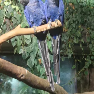 гиацинт ара попугаев