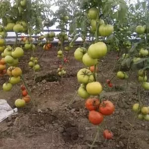 Теплица, парник. СРОЧНО!!! 