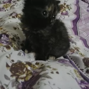 Дарю котёнка
