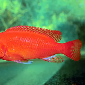 аквариумные рыбки - красная зебра