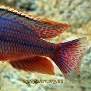аквариумные рыбки - протамелас фенистратус