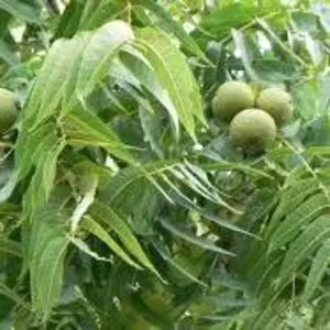 Продам саженцы Жимолости,  Облепихи,  Грецкого ореха.