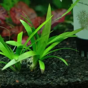 Аквариумные растения - японский стрелолист
