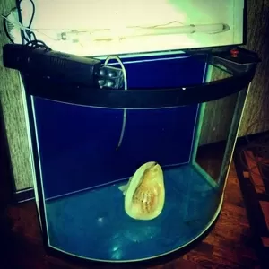 Продается аквариум цилиндрической формы