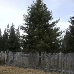 Земельный участок,  дача,  недвижимость