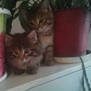 котята крысоловы