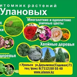 Оказываем услуги по озеленению 
