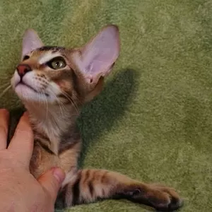 Ориентальный котёнок из питомника 