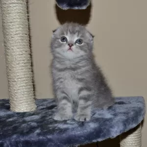 Котята скоттиш фолд