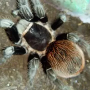 Продаю малышей L2-4 пауков птицеедов вида Brachypelma vagans