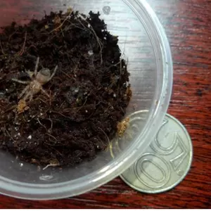 Продаю малышей L2-4 пауков птицеедов вида Brachypelma albopilosum