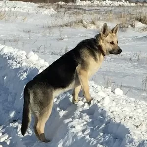 пропала собака 