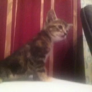 Отдам котенка в хорошие руки