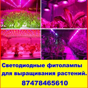 Светодиодные фитолампы для выращивания растений. 