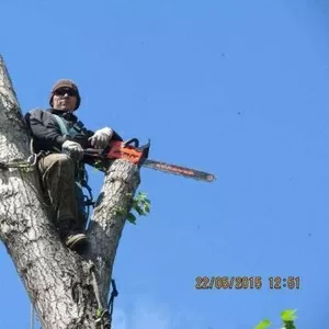 Спиливание деревьев,  веток,  кронирование.