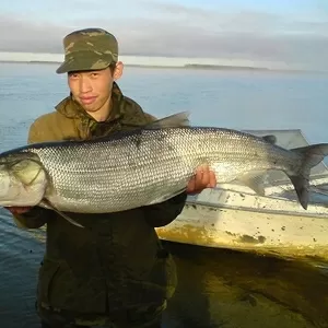 Продам рыбу Северного региона. Креветку Северную. Краба.