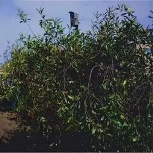 Двухэтажный дом капитальной постройки