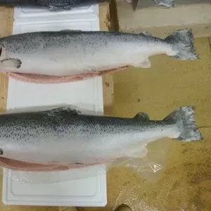 Продам с/м норвежский лосось и с/м икра трески