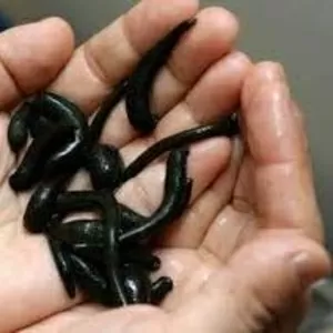  Лечение пиявками в Алматы